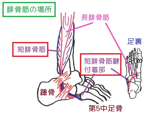 短腓骨筋は長腓骨筋の下部にあり、腱は腓骨外果のすぐ後ろ、長腓骨筋腱の前方を走行。第5中足骨基部に停止する
