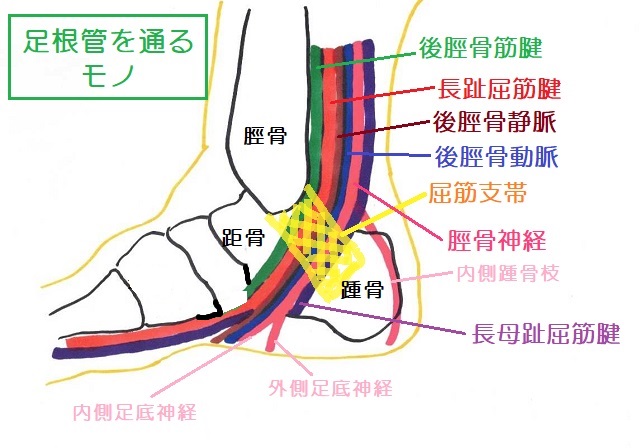 内果後方から踵骨にある足根管には長母趾屈筋腱、長趾屈筋腱、後脛骨筋腱、動脈、静脈神経が通る 