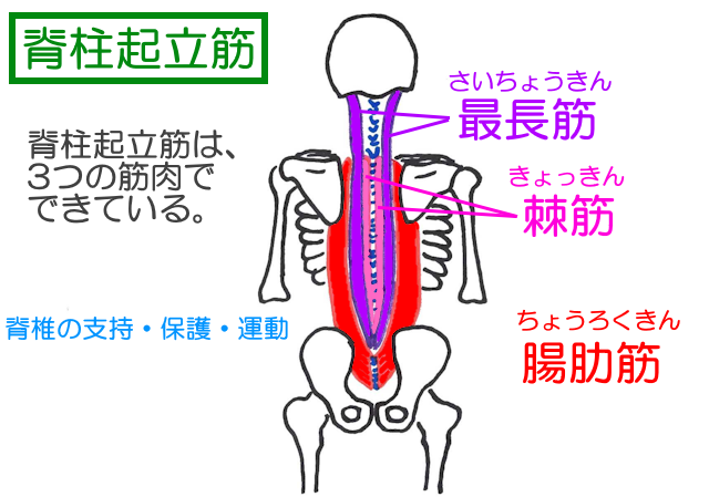 脊柱起立筋は棘筋・最長筋・腸肋筋からなり、脊椎の支持・保護・運動の役割がある