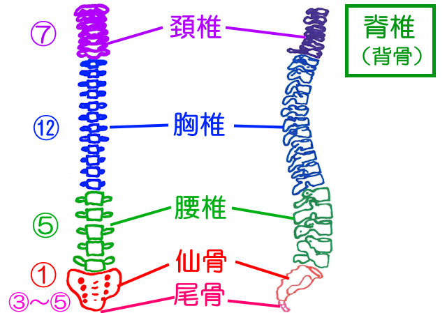 脊椎は頚椎・胸椎・腰椎・仙骨・尾骨に分けられ、全部で28～30個ある