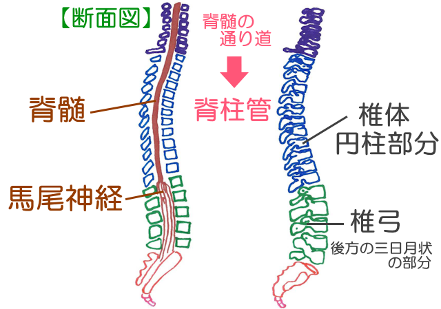 脊椎は後方部分の脊柱管に脊髄を通している