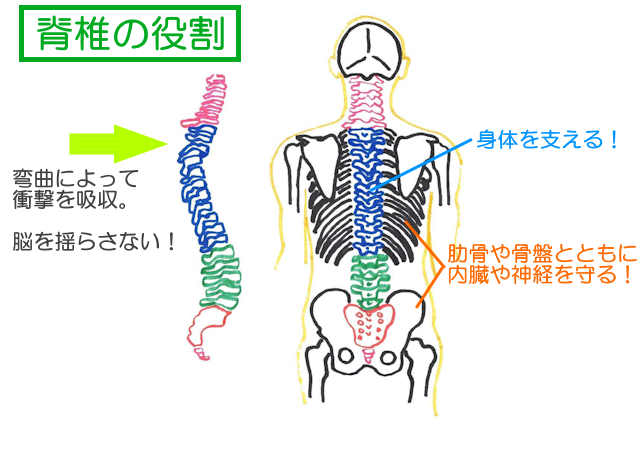 脊椎は骨盤や肋骨とともに内臓・神経を守る、弯曲によって衝撃を吸収し脳を守る。 運動によって生命を維持する役割がある