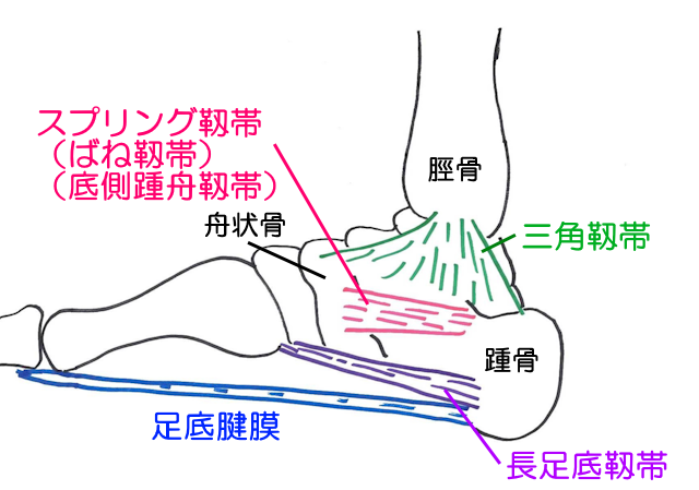 スプリング靱帯は内側縦アーチが崩れないように維持する役割を持つ。バネ靱帯や底側踵舟靱帯ともいわれる