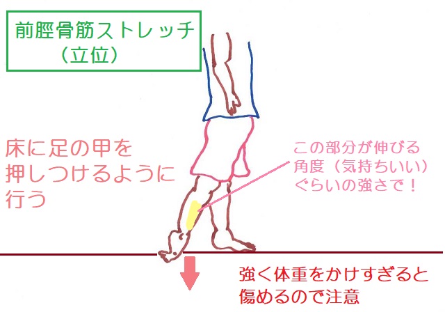 前脛骨筋のストレッチは智正樹を床について足の甲を押しつけるようにする