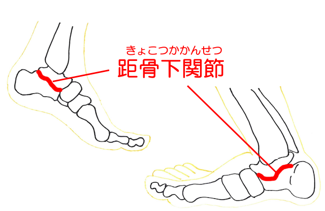 距骨下関節は、距骨と踵骨の関節。距踵関節ともいわれる。
