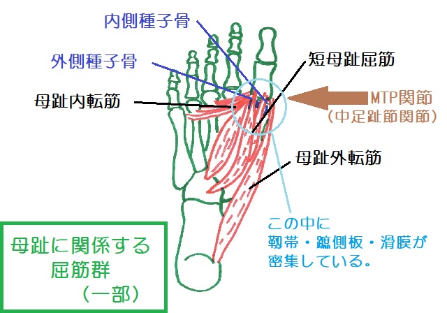 母趾MTP関節底側の筋肉。短母趾屈筋、母趾内転筋母趾外転筋などの内在筋が関連する。