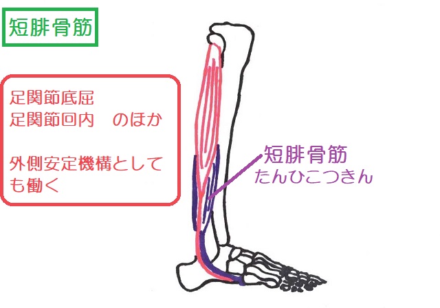 短腓骨筋は下腿外側の下部にある
