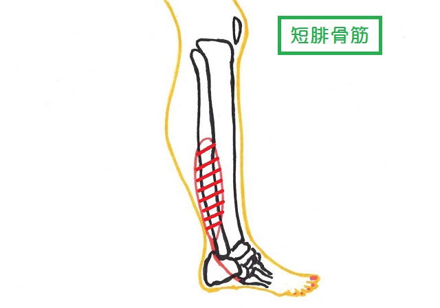 短腓骨筋は第5中足骨基底部に付着する