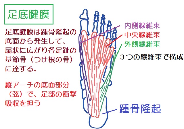足底腱膜は内側線維束・中央線維束・外側線維束からなり、踵骨から各足趾の基節骨まで扇状に「広がって縦アーチを構成する