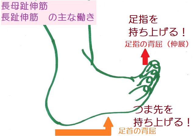 長趾伸筋と長母趾伸筋の働き