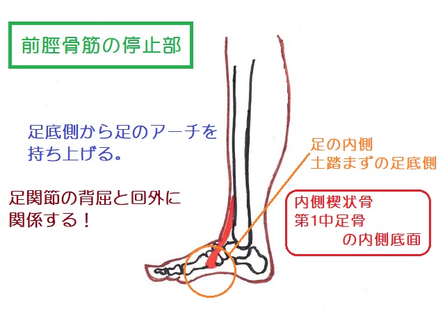 前脛骨筋は土踏まずの足裏側に停止する