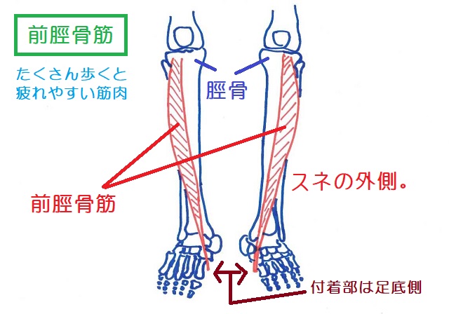前脛骨筋はスネの外側の筋肉