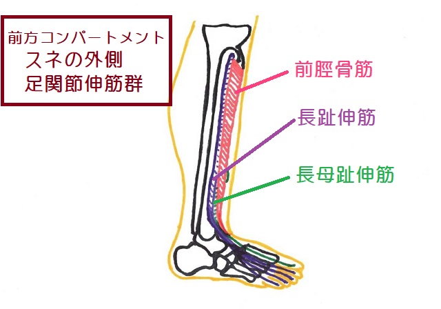 前方コンパートメントの足関節伸筋群
