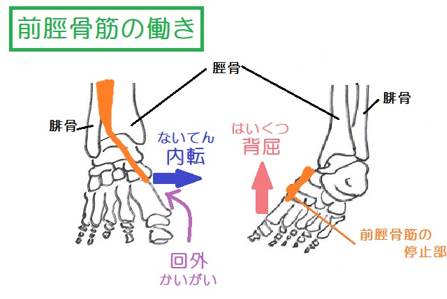 前脛骨筋の足関節への作用は背屈・回外・内転