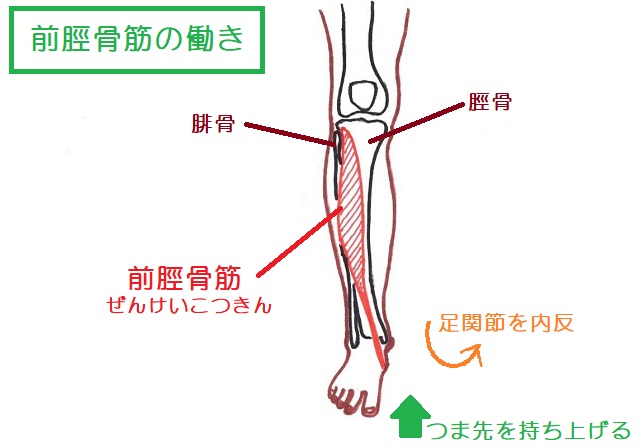 前脛骨筋はつま先をあげる&足首を内反させる